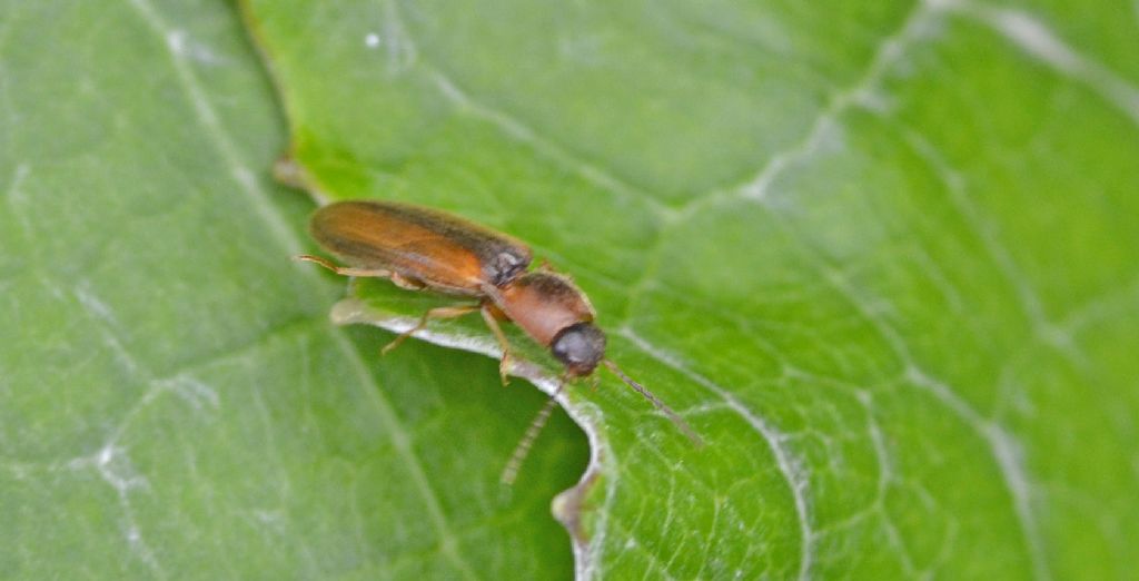 piccolo elateride id.: Dalopius marginatus